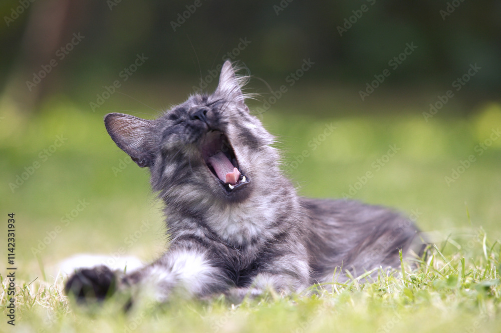 Fototapeta premium angora turc