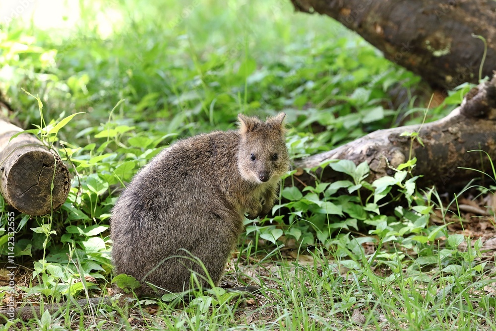 振り向くカメラ目線のクオッカ 振り向くカメラ目線のクオッカ