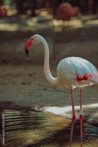 flamingo in the water