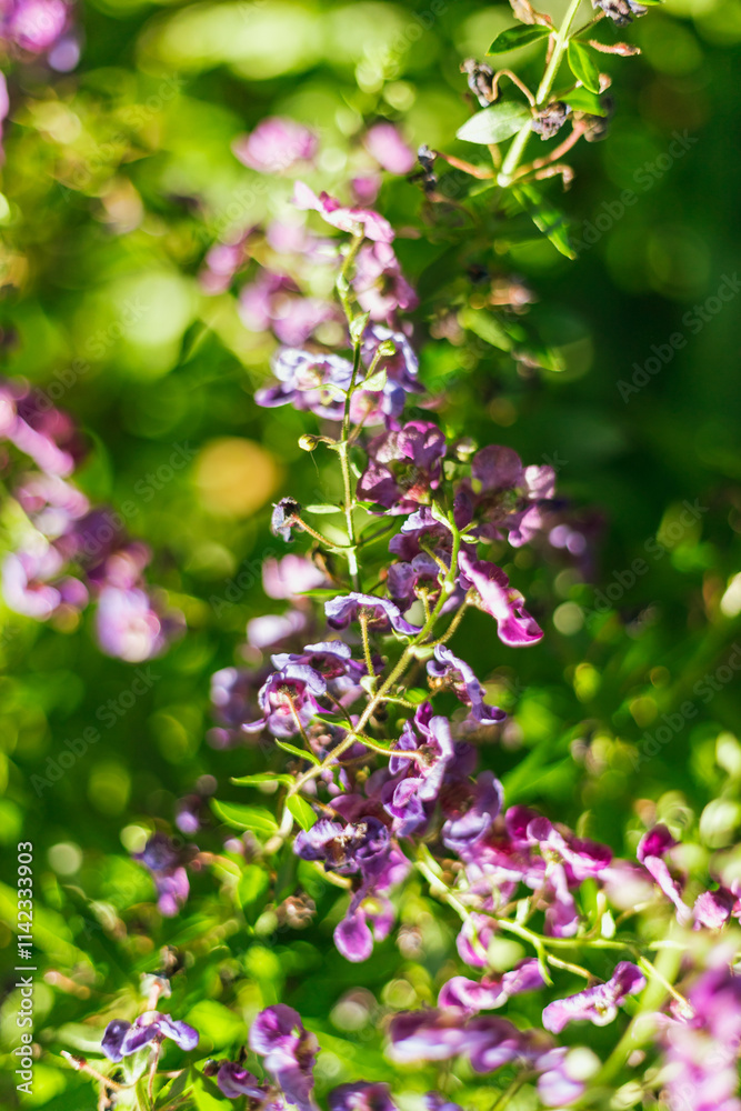 Close up of beautiful Angelonia goyazensis Benth flowers blooming in the garden Close up of beautiful Angelonia goyazensis Benth flowers blooming in the garden