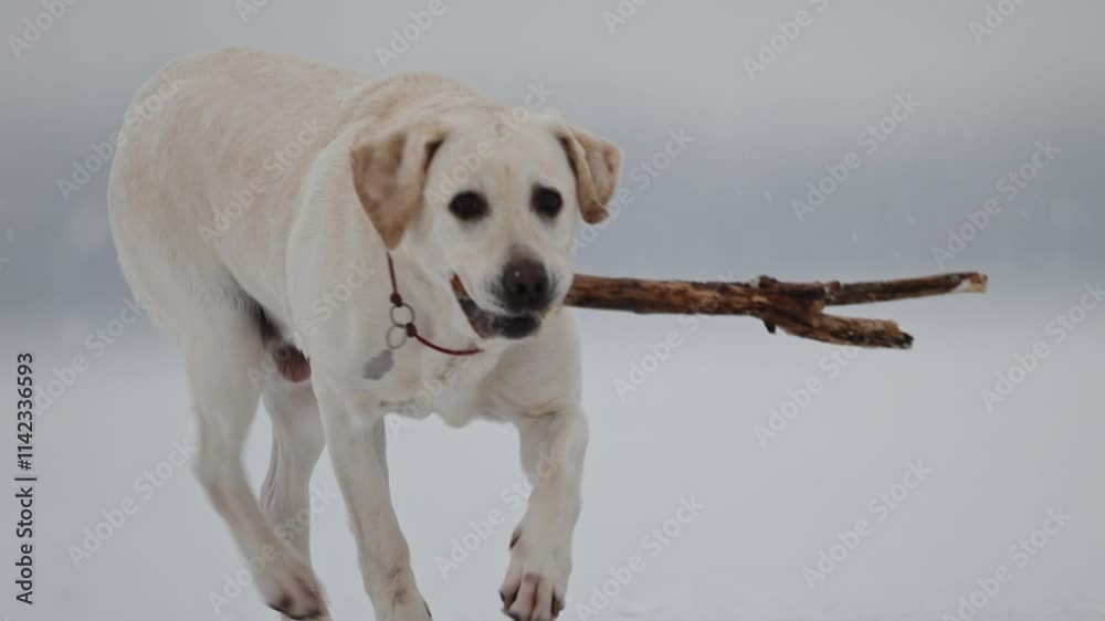 Snowy Labrador playtime, winter fun, Christmas vibes, festive snowy blue bokeh.