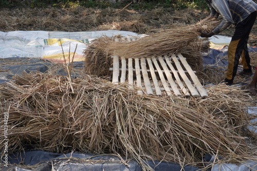 Farmer is threshing paddy on the bamboo mat