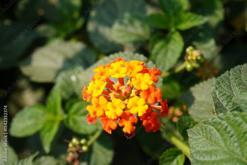 Lantana urticoides, also known as Texas Lantana flower in close up on its plant Lantana urticoides, also known as Texas Lantana flower in close up on its plant