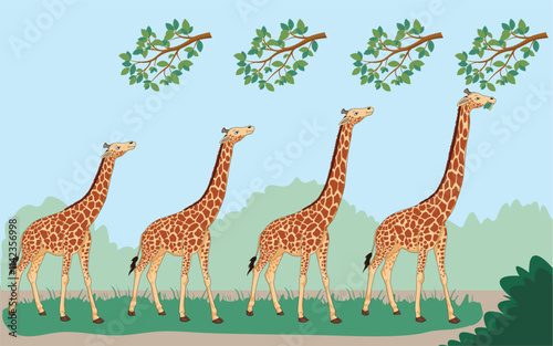 Lamarck's theory suggests organisms adapt traits through use and inheritance. Giraffes' long necks evolved as they stretched to reach high leaves, passing the trait to offspring.