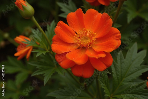 Red flower with yellow florets in outdoor setting