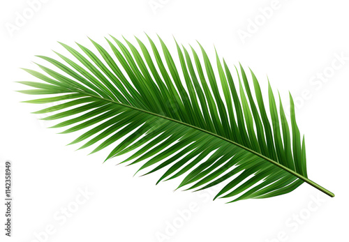 PNG Palm tree leave plant leaf photo