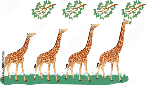 Lamarck's theory suggests organisms adapt traits through use and inheritance. Giraffes' long necks evolved as they stretched to reach high leaves, passing the trait to offspring.