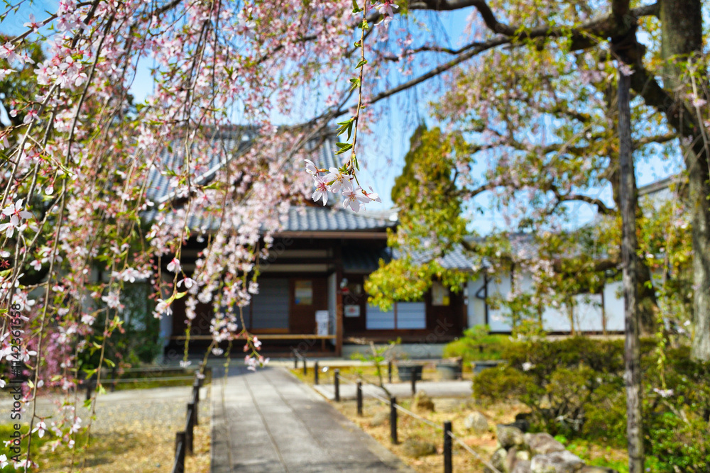 京都 青空に映える上品蓮台寺の枝垂れ桜(枝垂桜)コピースペースあり(日本京都府京都市) Kyoto - Weeping cherry blossoms (shidazakura) at Jobon-Rendaiji Temple (Joubon-Rendaiji Temple)against the blue sky, copy space available (Kyoto City, Kyot 京都 青空に映える上品蓮台寺の枝垂れ桜(枝垂桜)コピースペースあり(日本京都府京都市) Kyoto - Weeping cherry blossoms (shidazakura) at Jobon-Rendaiji Temple (Joubon-Rendaiji Temple)against the blue sky, copy space available (Kyoto City, Kyot