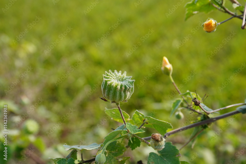 Abutilon indicum plant with its tiny flowers and fruits in close up with a blurry background Abutilon indicum plant with its tiny flowers and fruits in close up with a blurry background