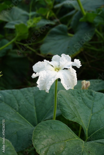 Tiny white ash gourd flower in close up on its plant  photo