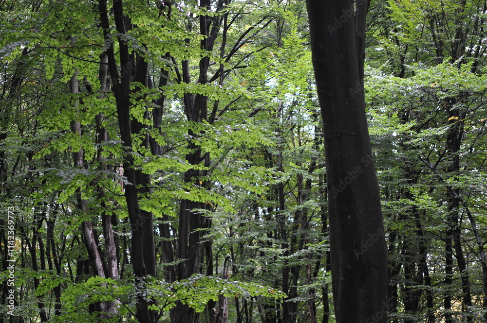 Fototapeta premium branches and leaves in the autumn forest