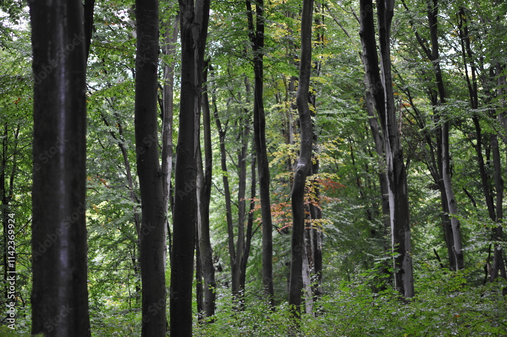 Naklejka premium branches and leaves in the autumn forest