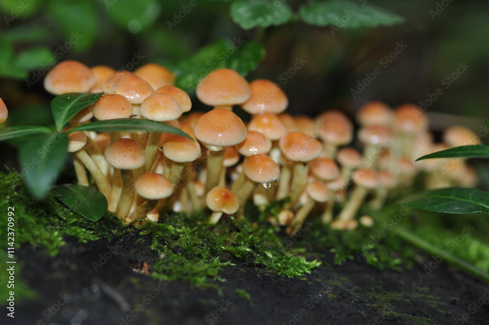 yellow mushrooms on a stump in the forest yellow mushrooms on a stump in the forest