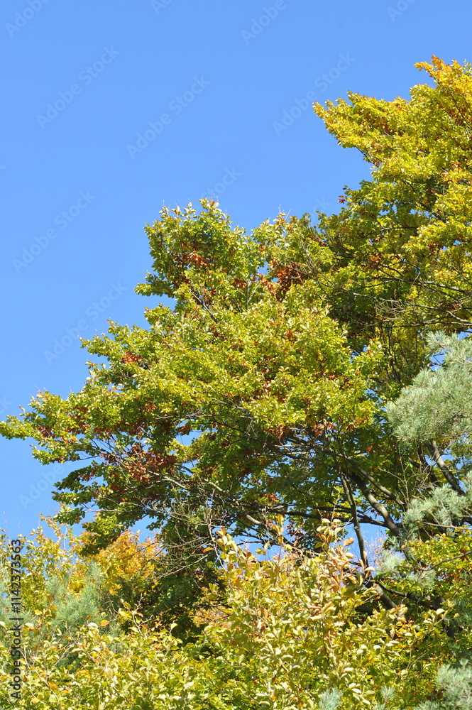 Autumn landscape in the forest, Indian summer