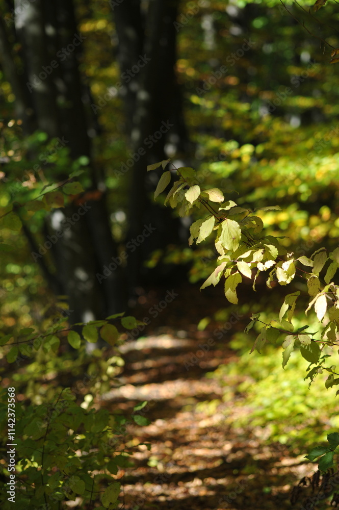 Autumn landscape in the forest, Indian summer Autumn landscape in the forest, Indian summer