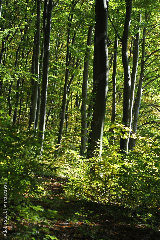 Fototapeta premium Autumn landscape in the forest, Indian summer