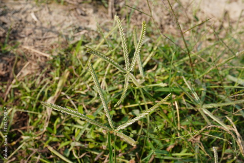 Fototapeta Naklejka Na Ścianę i Meble -  The goosegrass with its flowerheads in close up with grass field background 