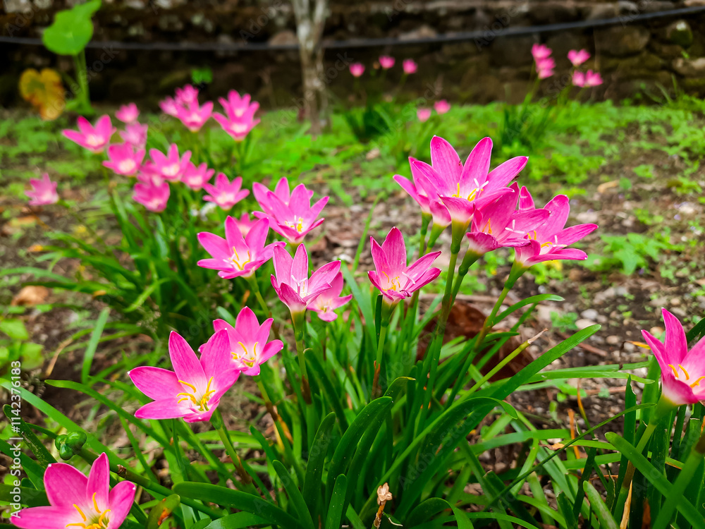 Fototapeta premium Pink Rain Lily Flowers Blooming in Garden