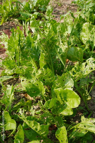 Картината върху платно Insects ate up all the leaves of spinach, insects make holes on the leaves