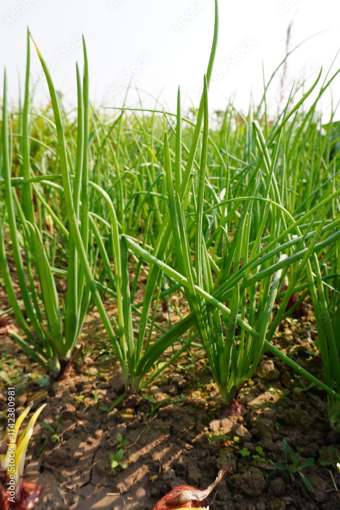Onion plants have been planted in the agricultural field Onion plants have been planted in the agricultural field
