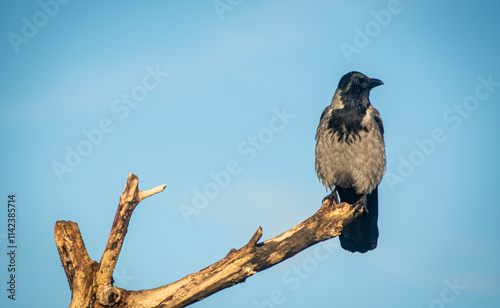 Photos crow on a branch