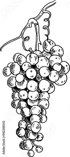 Wine. Hand drawn vector isolated illustration. Grape.