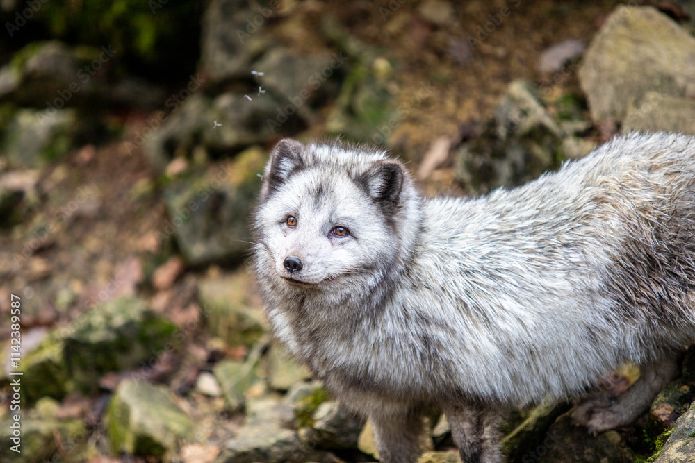 Naklejka premium snow fox in the woods