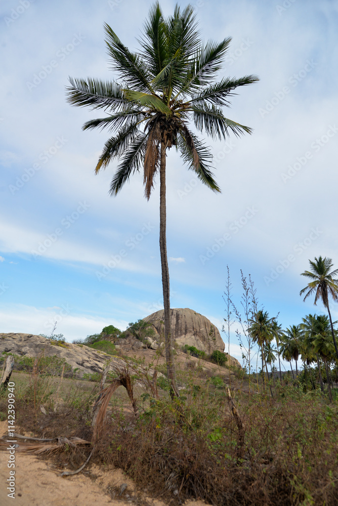 palm trees on the beach, palm trees in the desert, landscape of the mountains, landscape with blue sky, landscape with blue sky and clouds palm trees on the beach, palm trees in the desert, landscape of the mountains, landscape with blue sky, landscape with blue sky and clouds