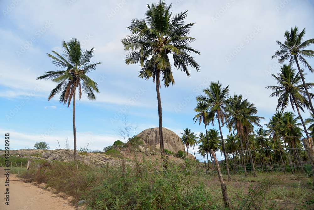 palm trees on the beach, palm trees in the desert, landscape of the mountains, landscape with blue sky, landscape with blue sky and clouds palm trees on the beach, palm trees in the desert, landscape of the mountains, landscape with blue sky, landscape with blue sky and clouds