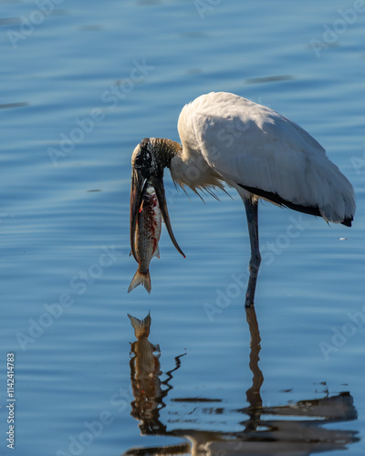 A wood stork catching a fish for lunch