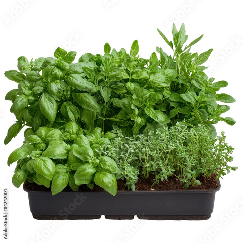 Fresh herbs in a vibrant green planter. transparent background photo