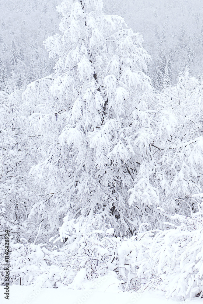 Fototapeta premium Snow-covered trees, winter landscape. Snow-covered trees background. The branches of the trees are covered with white frost.