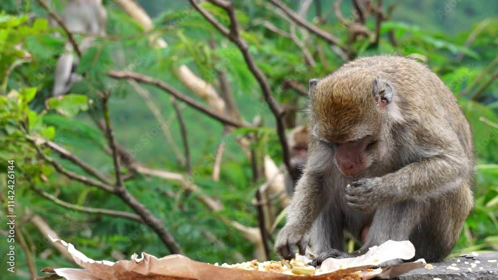 Macaca fascicularis (kera ekor panjang, monyet ekor panjang, long-tailed macaque, crab-eating monkey, cynomolgus macaque) is eating rice Macaca fascicularis (kera ekor panjang, monyet ekor panjang, long-tailed macaque, crab-eating monkey, cynomolgus macaque) is eating rice