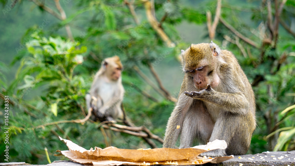 Macaca fascicularis (kera ekor panjang, monyet ekor panjang, long-tailed macaque, crab-eating monkey, cynomolgus macaque) is eating rice Macaca fascicularis (kera ekor panjang, monyet ekor panjang, long-tailed macaque, crab-eating monkey, cynomolgus macaque) is eating rice