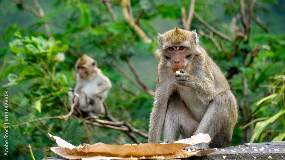 Macaca fascicularis (kera ekor panjang, monyet ekor panjang, long-tailed macaque, crab-eating monkey, cynomolgus macaque) is eating rice Macaca fascicularis (kera ekor panjang, monyet ekor panjang, long-tailed macaque, crab-eating monkey, cynomolgus macaque) is eating rice