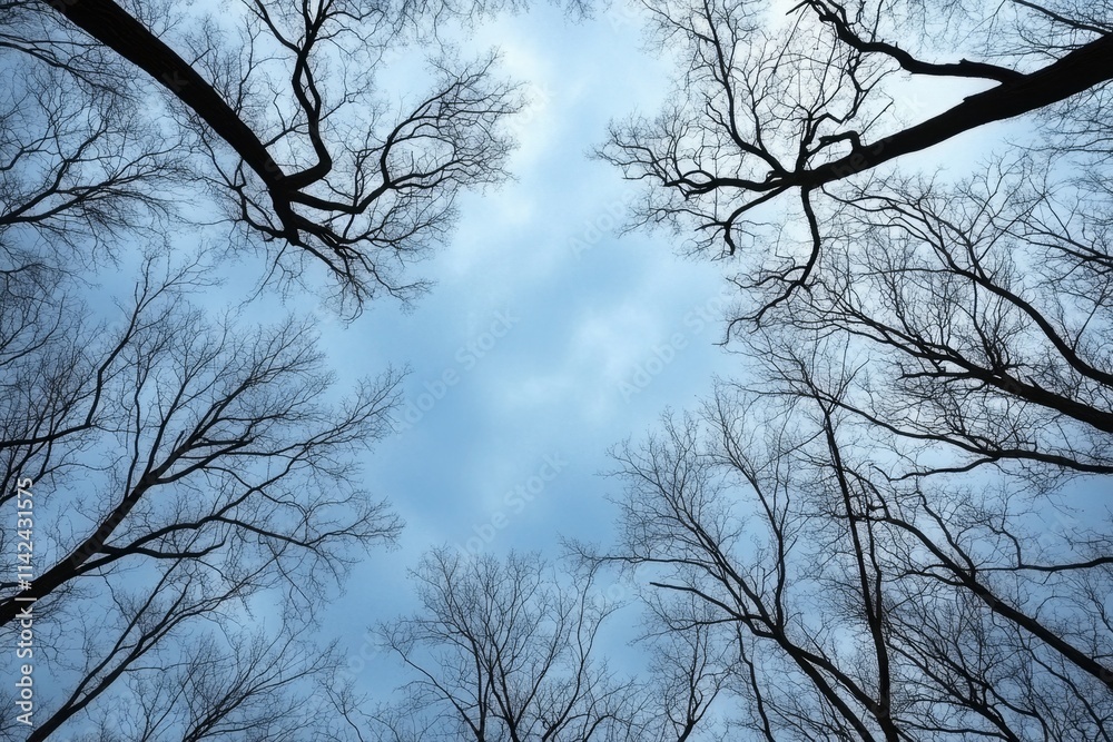 A moody, dark forest scene with overcast skies, bare trees, and a mysterious fog rolling through A moody, dark forest scene with overcast skies, bare trees, and a mysterious fog rolling through