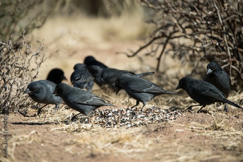 Darwin's Finches Feeding: A group of Darwin's finches pecking at seeds photo