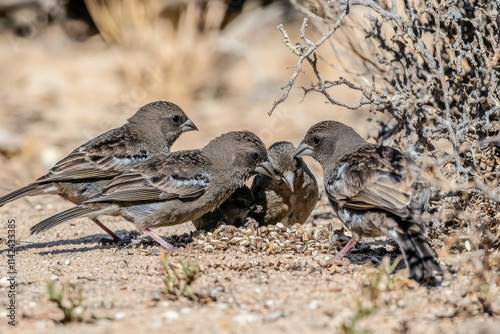 Darwin's Finches Feeding: A group of Darwin's finches pecking at seeds photo