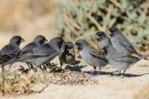 Darwin's Finches Feeding: A group of Darwin's finches pecking at seeds photo