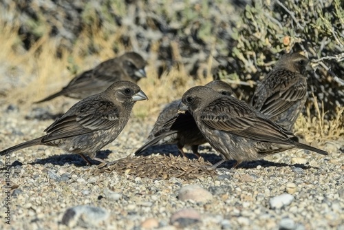 Darwin's Finches Feeding: A group of Darwin's finches pecking at seeds photo