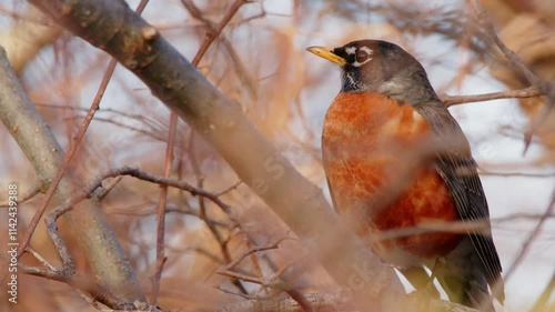 The American robin (Turdus migratorius) is a migratory songbird. Also known as the North American robin, it belongs in the thrush family, Turdidae. 