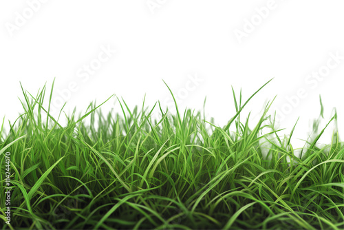a close up of grass