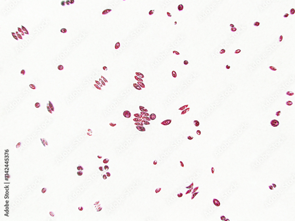 Probiotics, bacteria on white background. Bacteria and microorganisms. Microscopic probiotics, bacterial flora Probiotics, bacteria on white background. Bacteria and microorganisms. Microscopic probiotics, bacterial flora