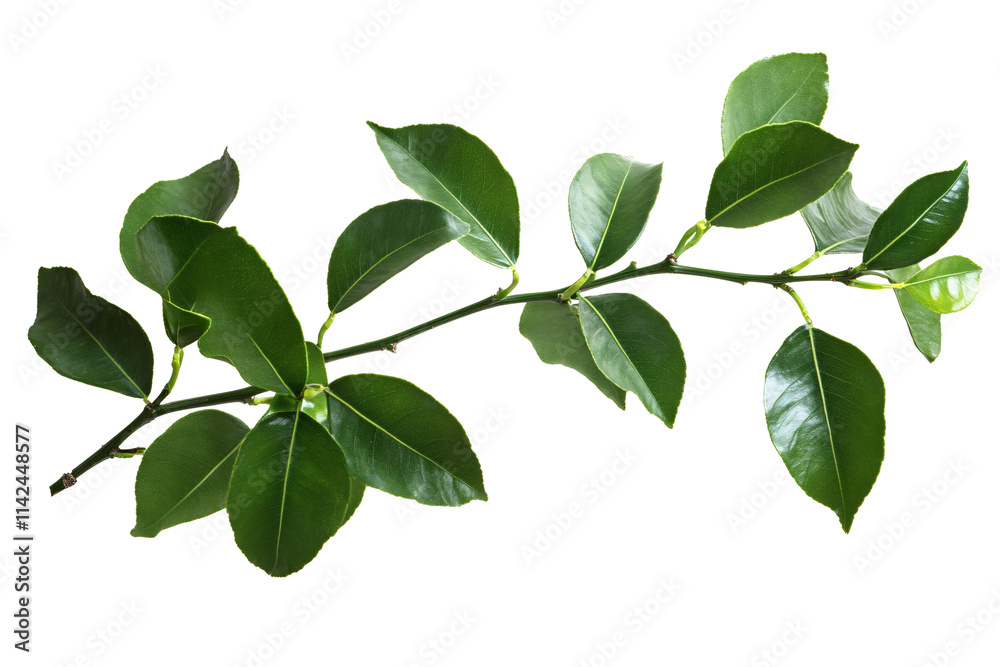 a green leaves on a branch a green leaves on a branch