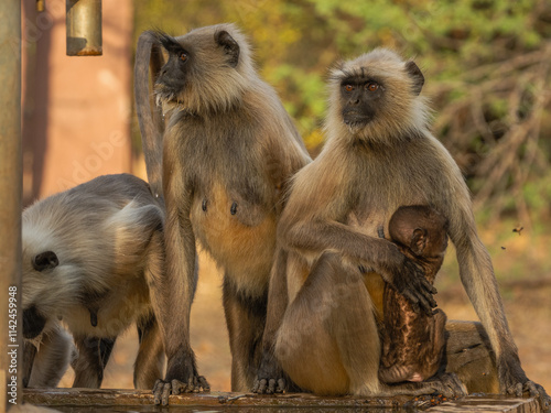 Hanuman Langurs (Semnopithecus entellus) Mandore Garden, Jodhpur, India. photo