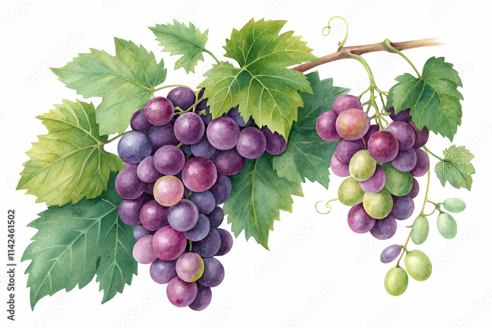 Obraz premium A detailed illustration of grape bunches showcasing ripe purple and green grapes, accompanied by vibrant green leaves on a vine.