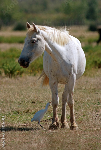 Cheval race Camarguais, Héron garde boeufs,, Bubulcus ibis, Western Cattle , Camargue