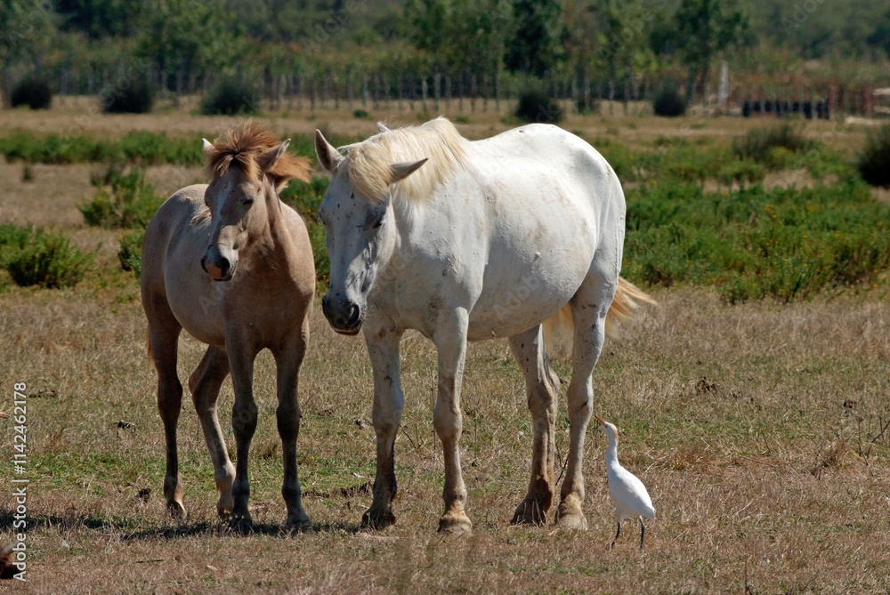 Cheval race Camarguais, Héron garde boeufs,, Bubulcus ibis, Western Cattle , Camargue Cheval race Camarguais, Héron garde boeufs,, Bubulcus ibis, Western Cattle , Camargue