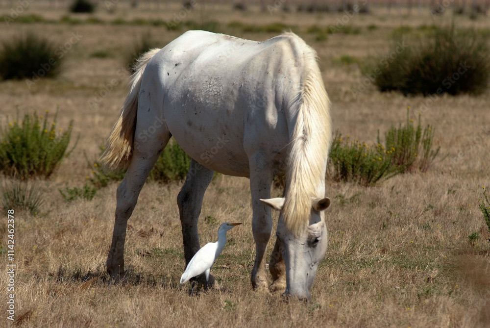 Cheval race Camarguais, Héron garde boeufs,, Bubulcus ibis, Western Cattle , Camargue Cheval race Camarguais, Héron garde boeufs,, Bubulcus ibis, Western Cattle , Camargue