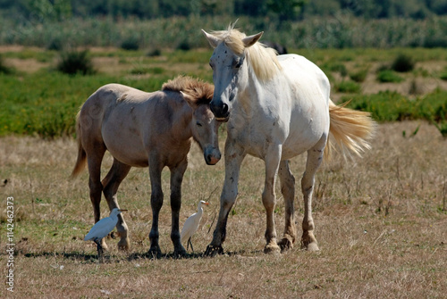 Cheval race Camarguais, Héron garde boeufs,, Bubulcus ibis, Western Cattle , Camargue